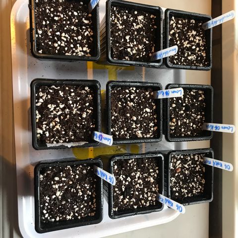 Granddaddy Black #1 growlog timeline photo