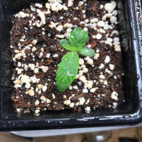 Granddaddy Black #1 growlog timeline photo