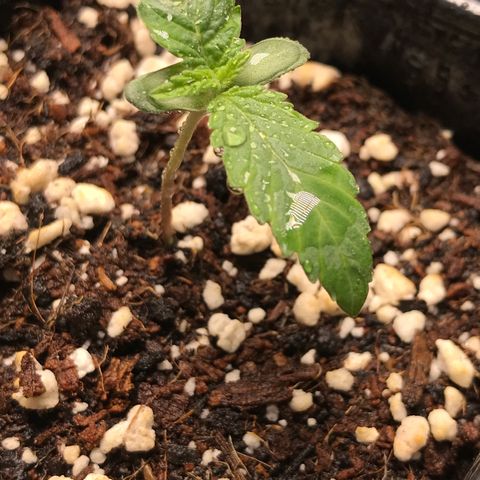 Granddaddy Black #1 growlog timeline photo