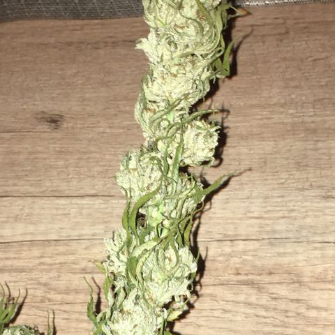 Special Queen #1 growlog timeline photo