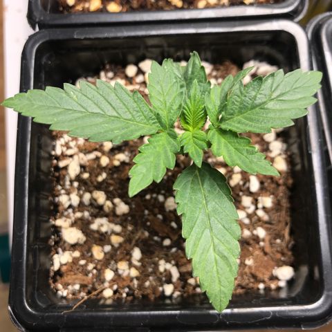 Granddaddy Black #1 growlog timeline photo