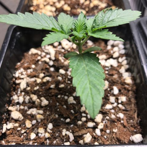 Granddaddy Black #1 growlog timeline photo
