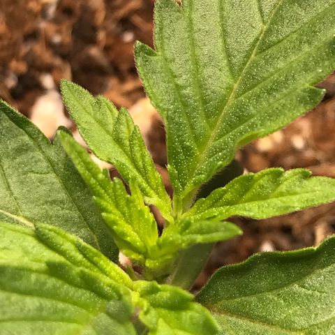 Lemon OG Kush #1 growlog timeline photo