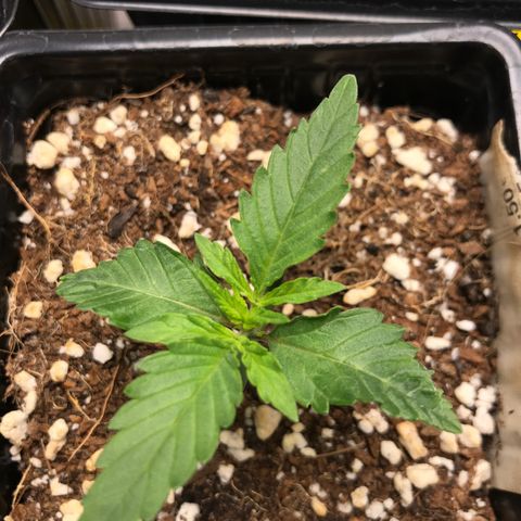 Lemon OG Kush #1 growlog timeline photo