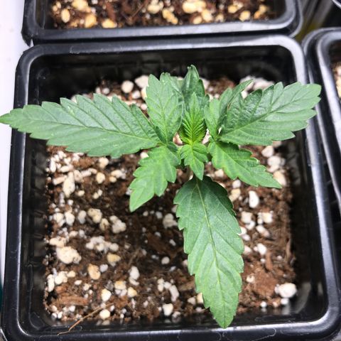 Granddaddy Black #1 growlog timeline photo
