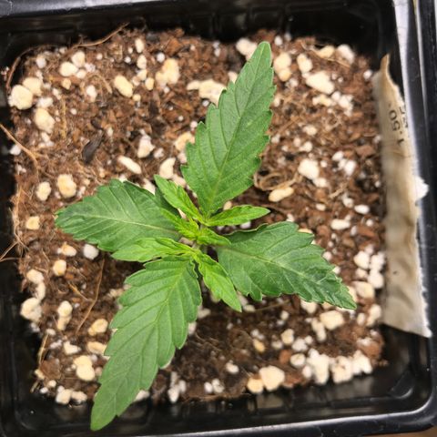 Lemon OG Kush #1 growlog timeline photo