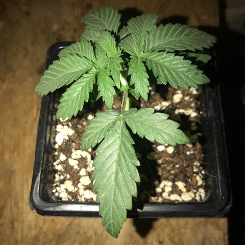Granddaddy Black #1 growlog timeline photo