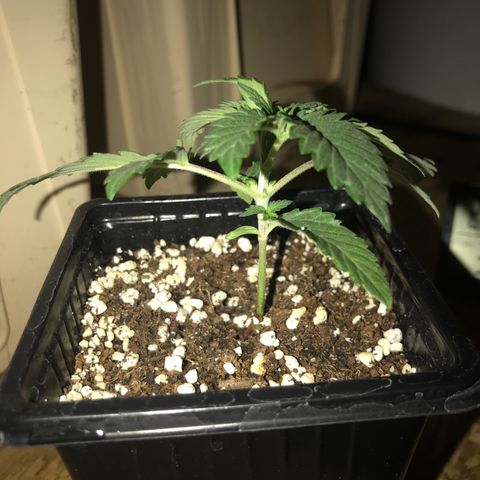 Granddaddy Black #1 growlog timeline photo
