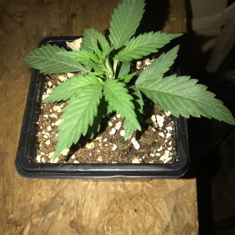 Lemon OG Kush #1 growlog timeline photo