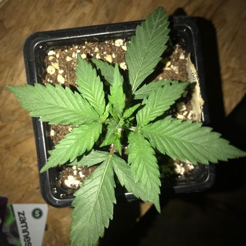 Lemon OG Kush #1 growlog timeline photo