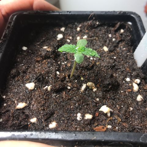 Green Crack  #1 growlog timeline photo