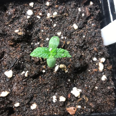 Green Crack  #1 growlog timeline photo