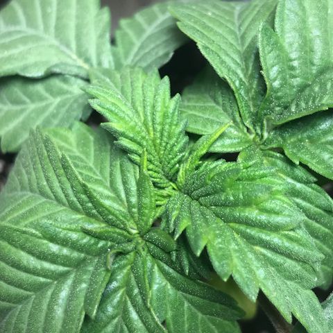 Granddaddy Black #1 growlog timeline photo