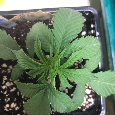 Lemon OG Kush #1 growlog timeline photo