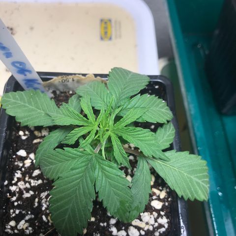 Lemon OG Kush #1 growlog timeline photo