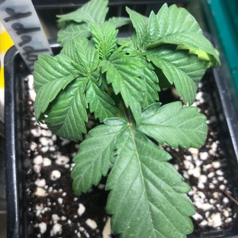 Granddaddy Black #1 growlog timeline photo