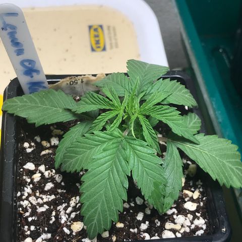 Lemon OG Kush #1 growlog timeline photo