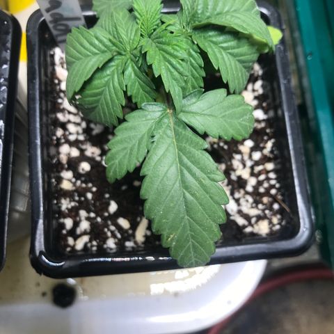 Granddaddy Black #1 growlog timeline photo