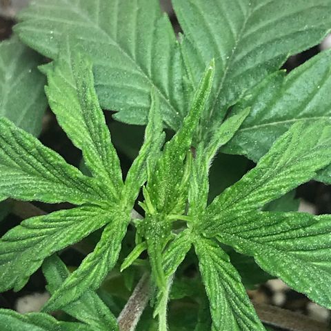 Lemon OG Kush #1 growlog timeline photo