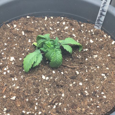 Granddaddy Black #1 growlog photo: Erde ein bisschen zu feucht 