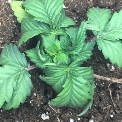 Granddaddy Black #1 growlog photo: Erde ein bisschen zu feucht 