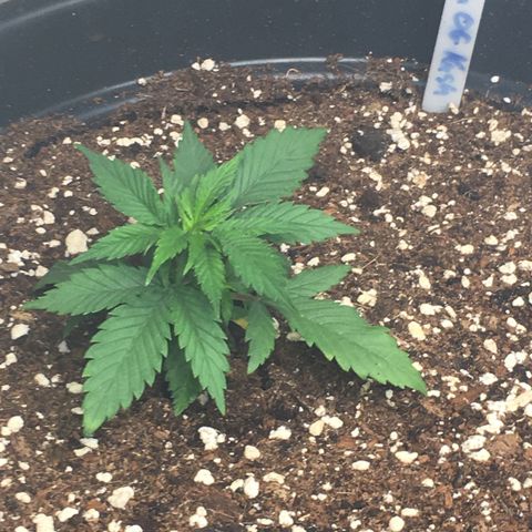 Lemon OG Kush #1 growlog timeline photo