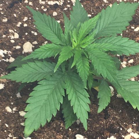 Lemon OG Kush #1 growlog timeline photo