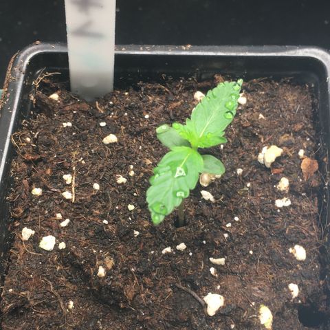 Green Crack  #1 growlog timeline photo