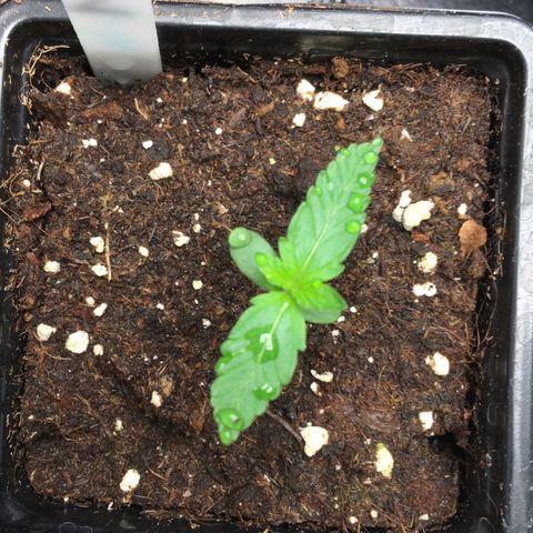 Green Crack  #1 growlog timeline photo