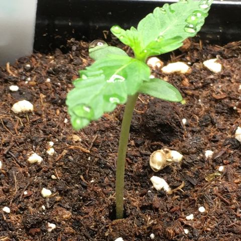 Green Crack  #1 growlog timeline photo