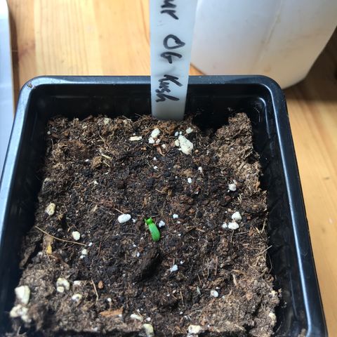 Sour OG Kush #1 growlog timeline photo