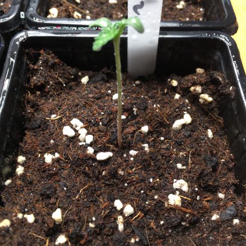 Zkittlez #1 growlog timeline photo