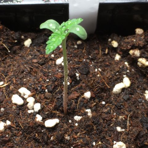 Zkittlez #1 growlog timeline photo