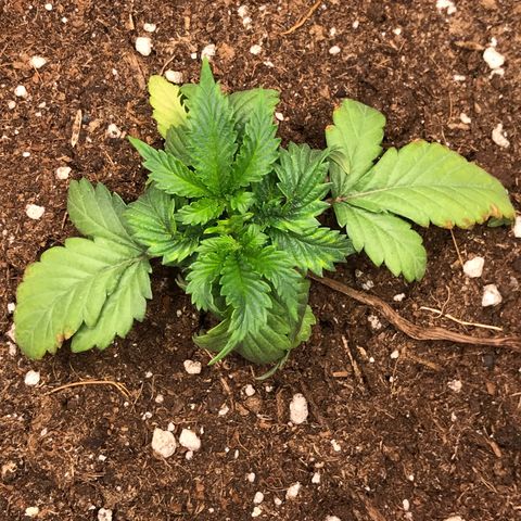 Granddaddy Black #1 growlog timeline photo