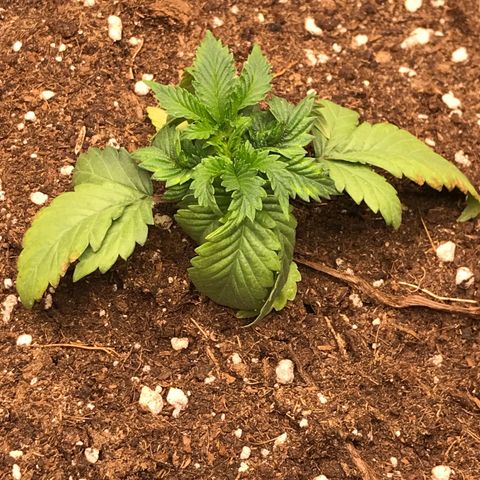 Granddaddy Black #1 growlog timeline photo
