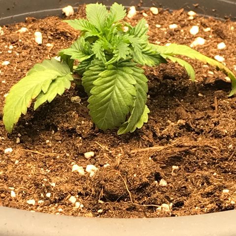 Granddaddy Black #1 growlog timeline photo