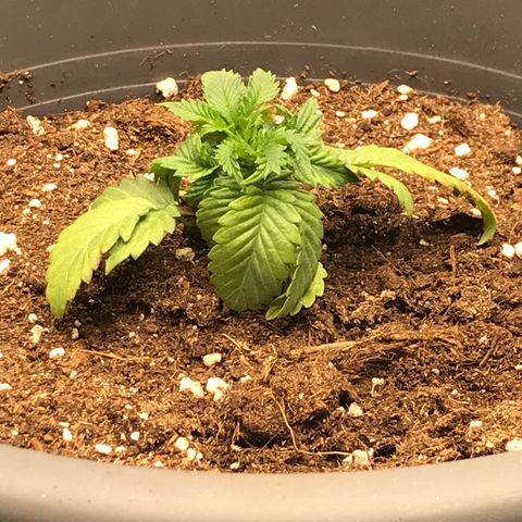 Granddaddy Black #1 growlog timeline photo