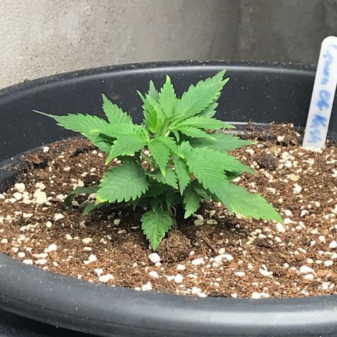 Lemon OG Kush #1 growlog timeline photo