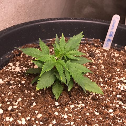Lemon OG Kush #1 growlog timeline photo