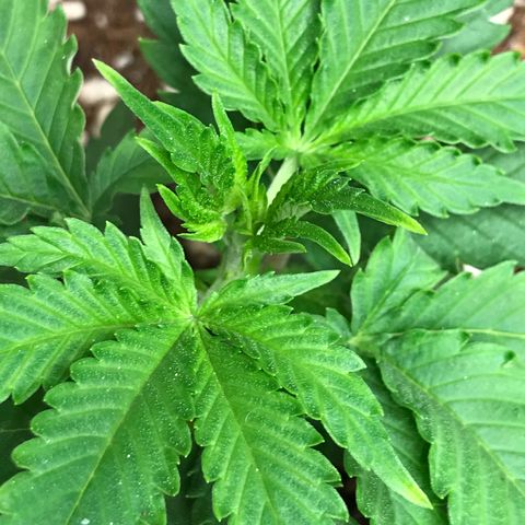 Lemon OG Kush #1 growlog timeline photo