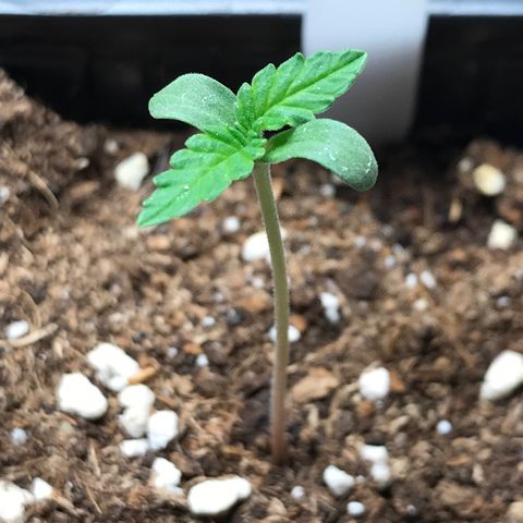 Zkittlez #1 growlog timeline photo