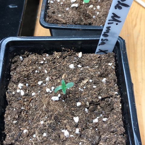 Purple Mimosa Xl Auto  #1 growlog timeline photo
