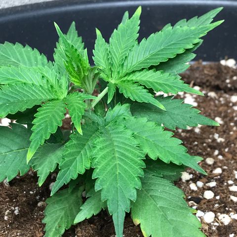 Lemon OG Kush #1 growlog timeline photo