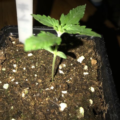 Green Crack  #1 growlog timeline photo