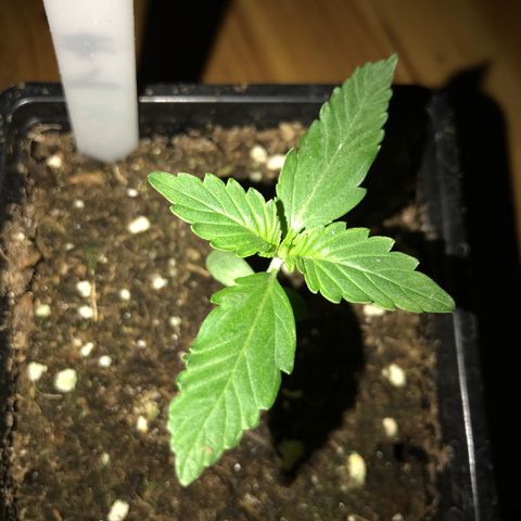 Green Crack  #1 growlog timeline photo