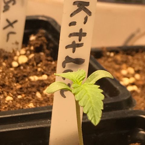 Zkittlez #1 growlog timeline photo