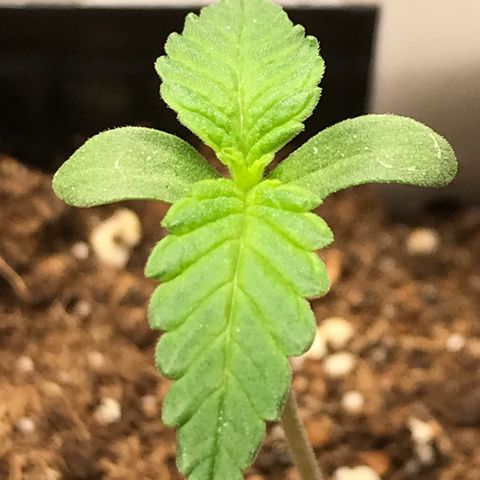 Zkittlez #1 growlog timeline photo