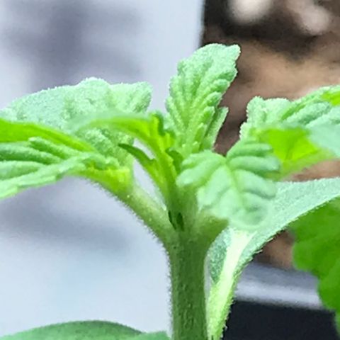 Green Crack  #1 growlog timeline photo
