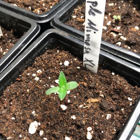 Purple Mimosa Xl Auto  #1 growlog timeline photo