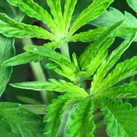 Lemon OG Kush #1 growlog timeline photo